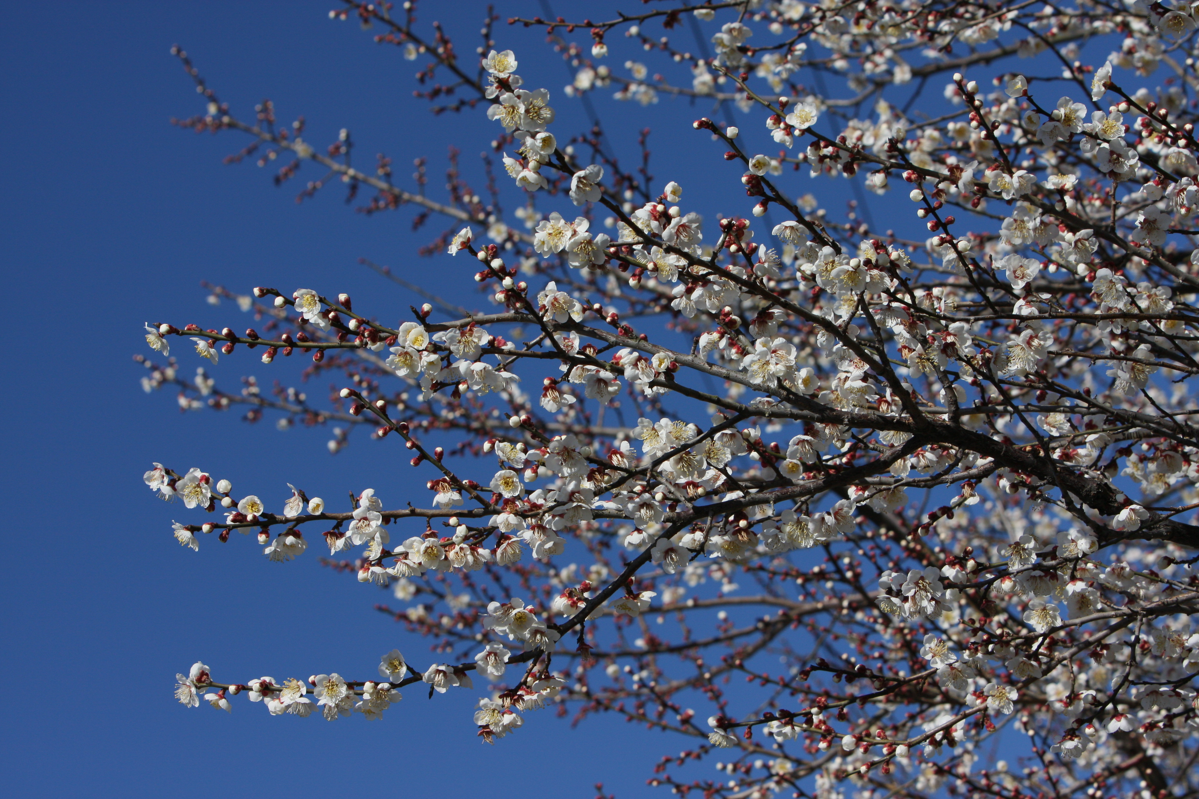 IMG_1140.JPG(4244 Kbyte)
