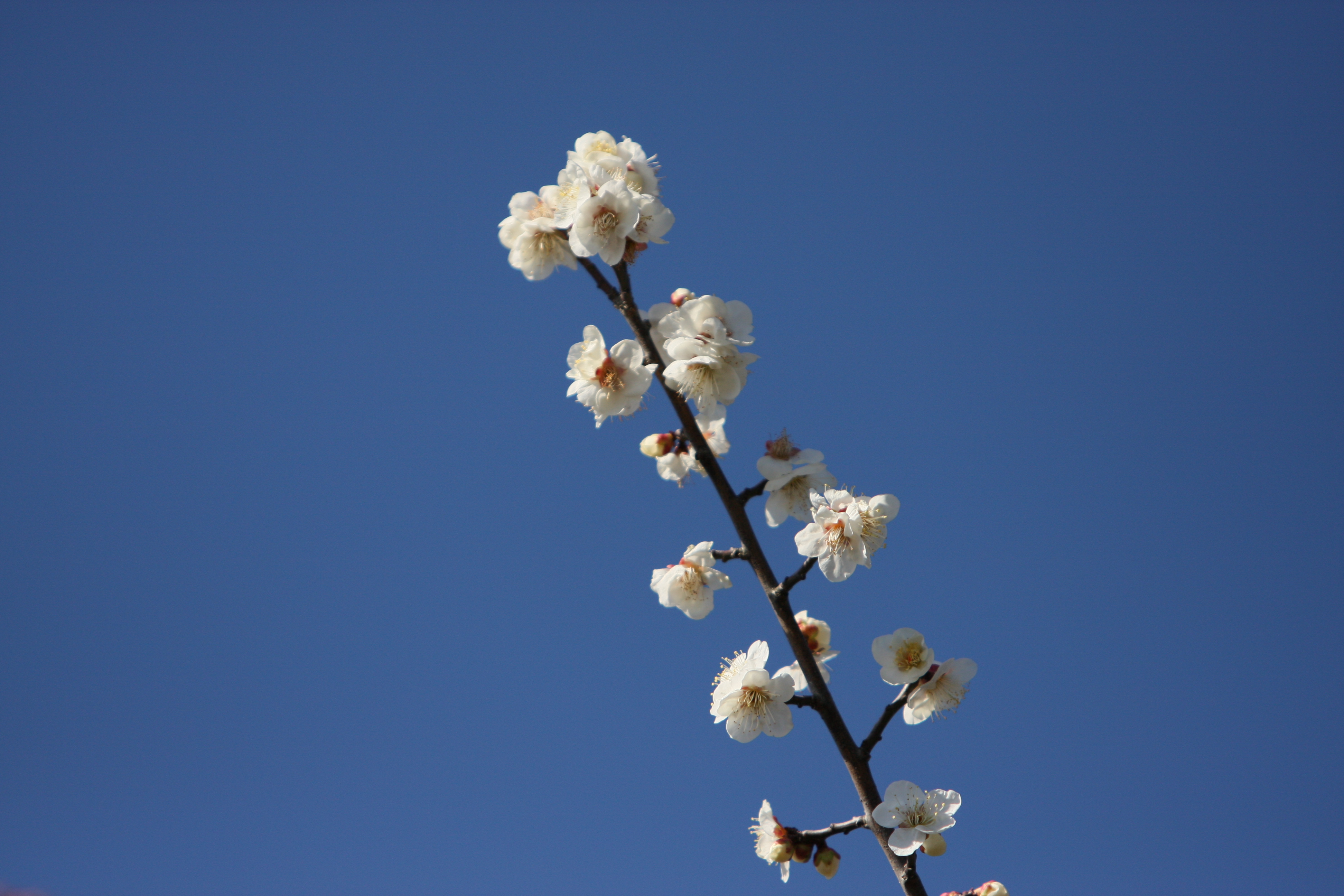 IMG_1159.JPG(2970 Kbyte)