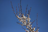 IMG_1130.JPG