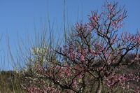 IMG_1153.JPG