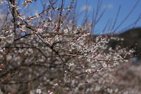 IMG_1161.JPG