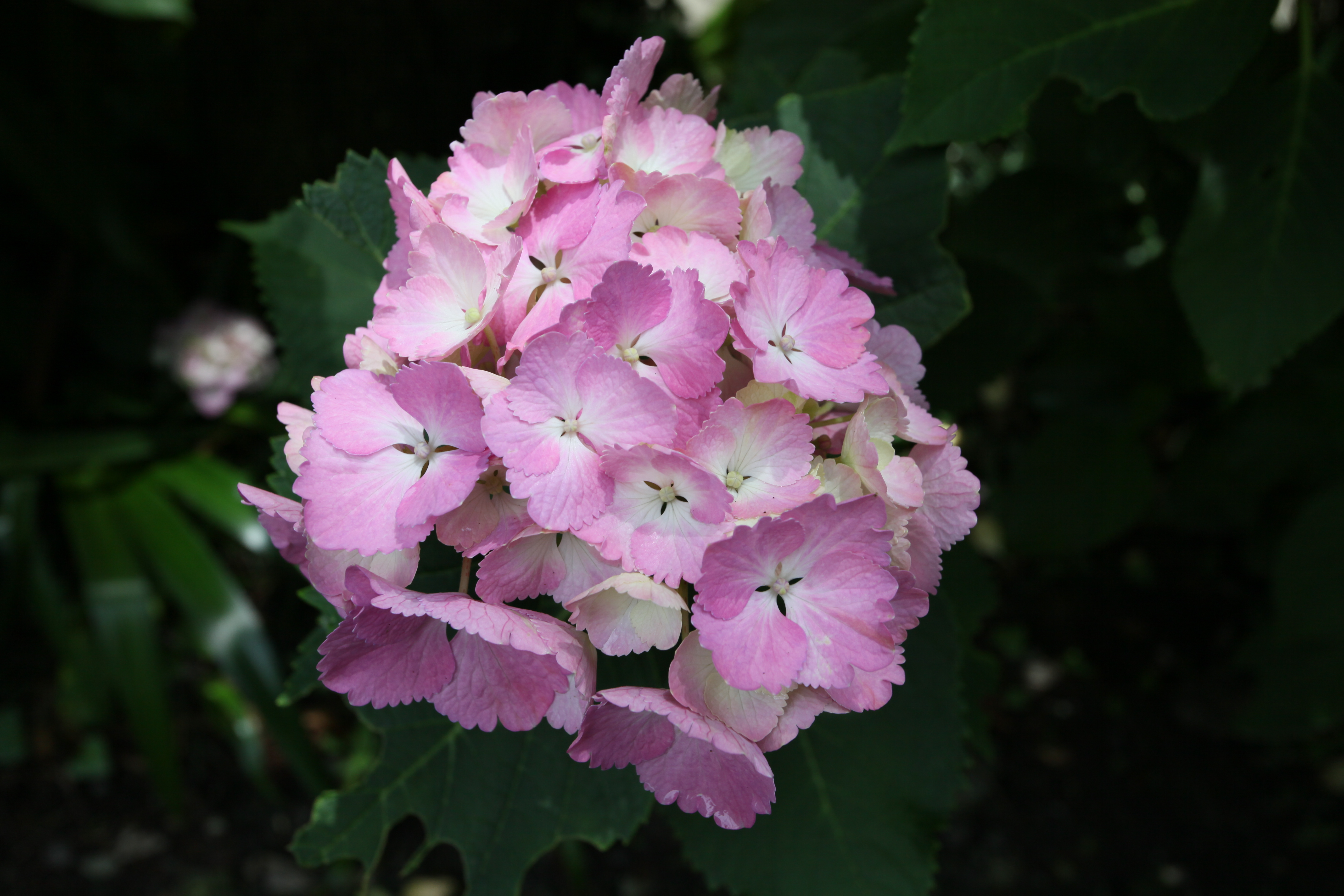IMG_0069.JPG(4803 Kbyte)