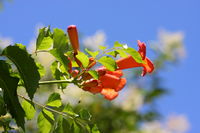 IMG_1663a.JPG