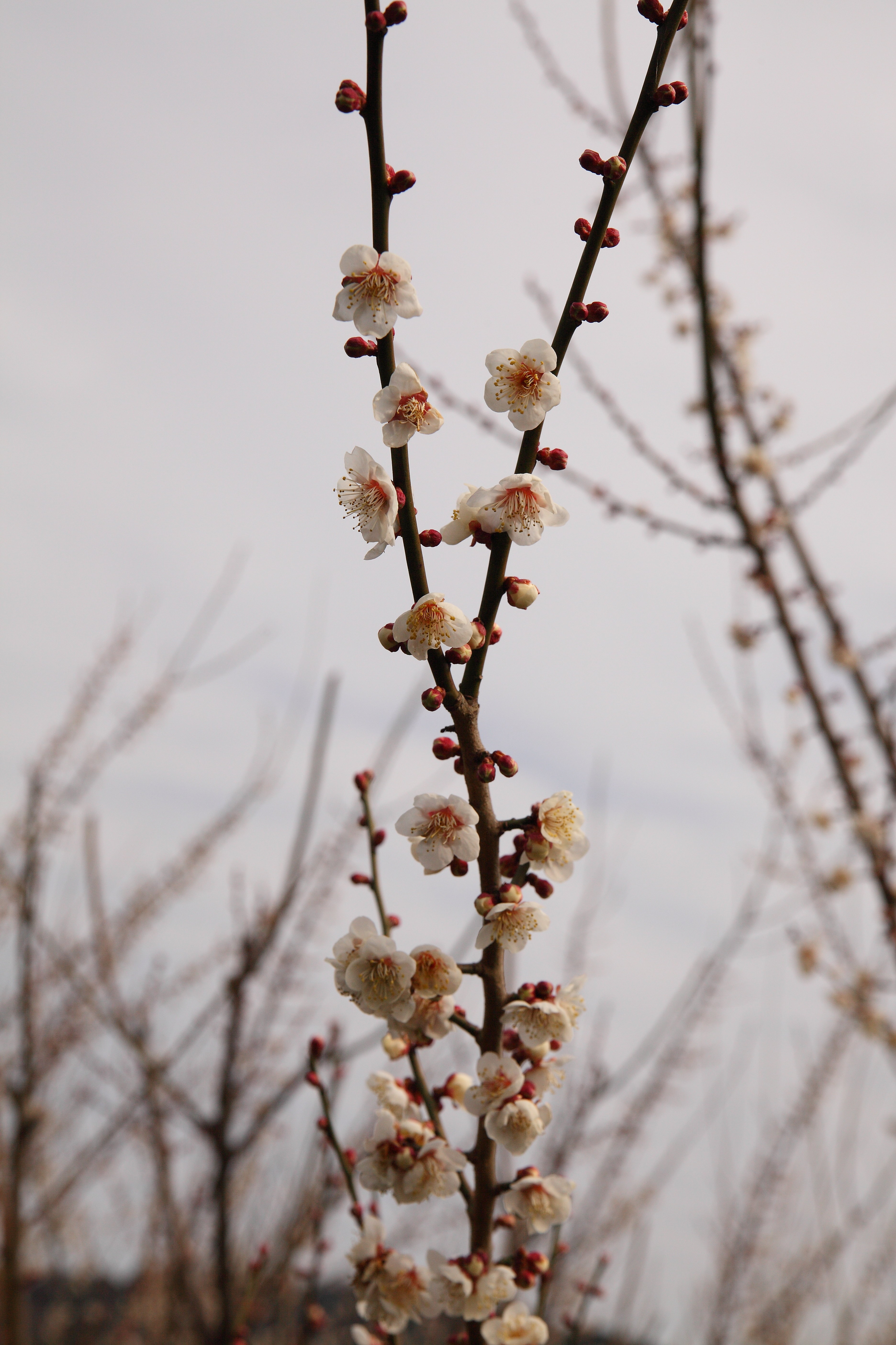 IMG_0721.JPG(2376 Kbyte)
