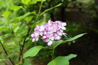 IMG_1274.JPG