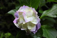 IMG_1346.JPG