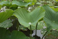 IMG_1420.JPG