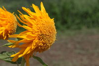 IMG_1755.JPG