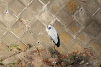 IMG_0030.JPG
