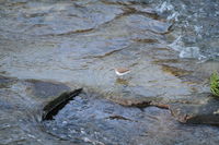 IMG_0036.JPG