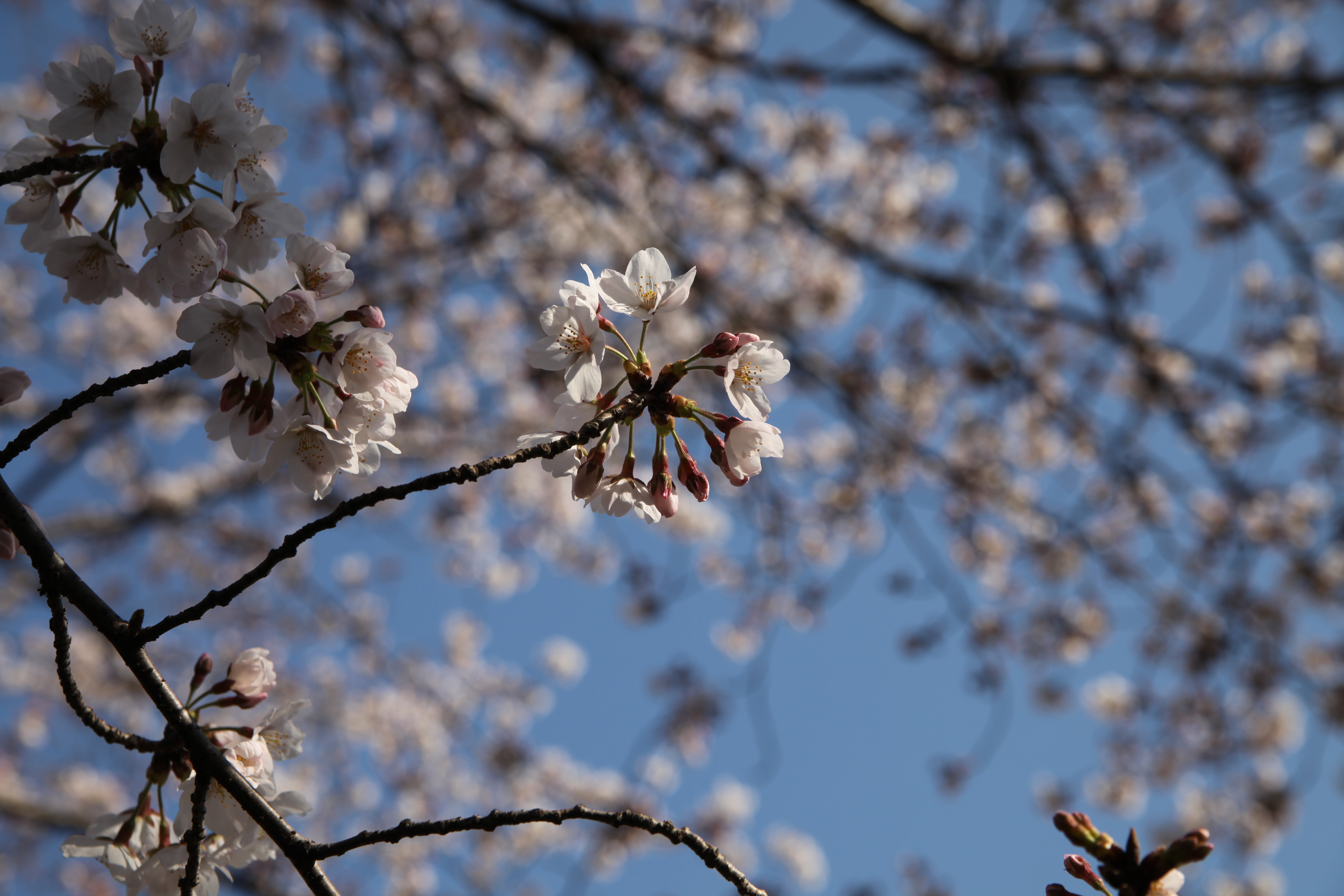 IMG_2095.JPG(4988 Kbyte)