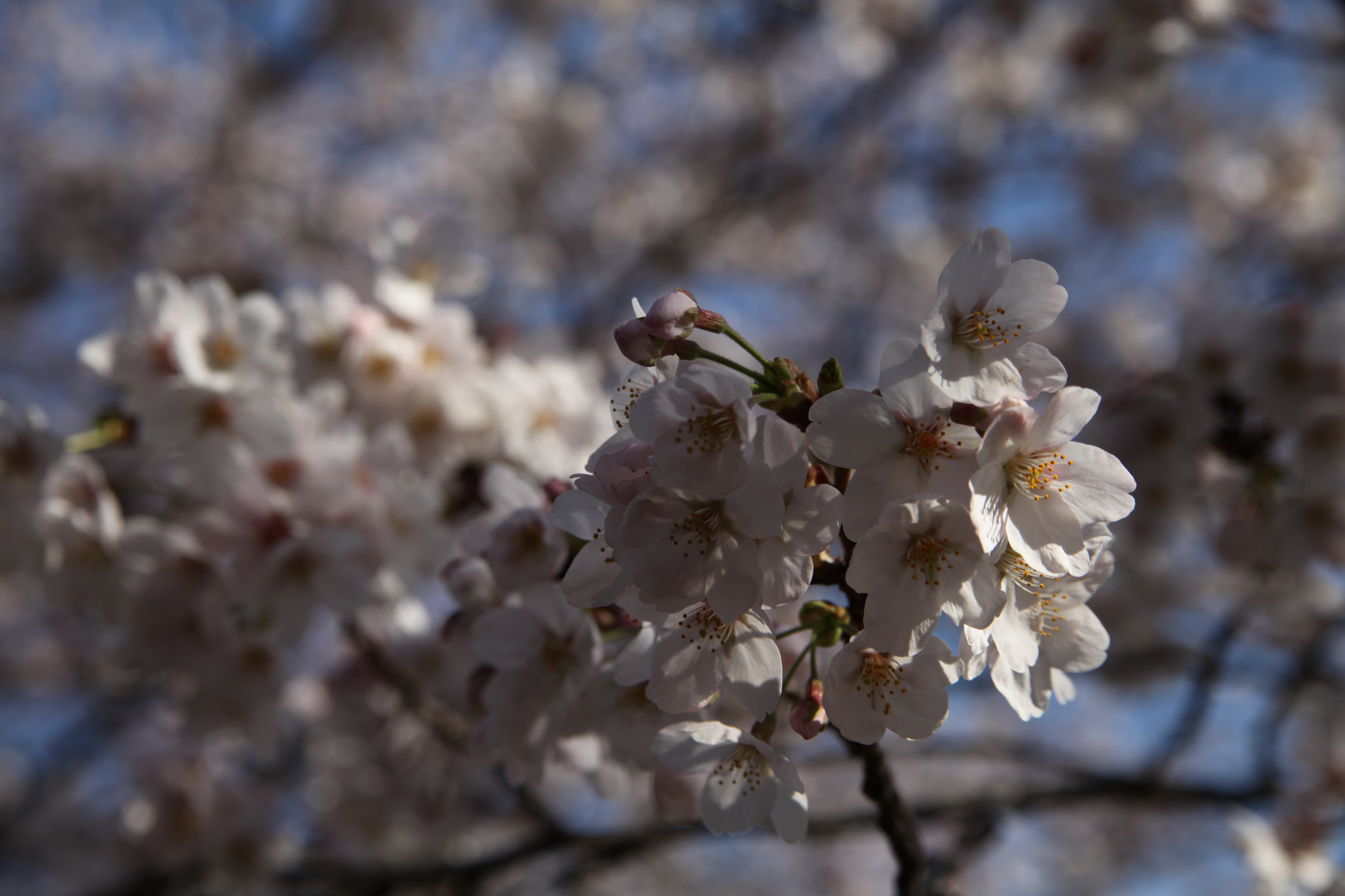 IMG_2096.JPG(4190 Kbyte)