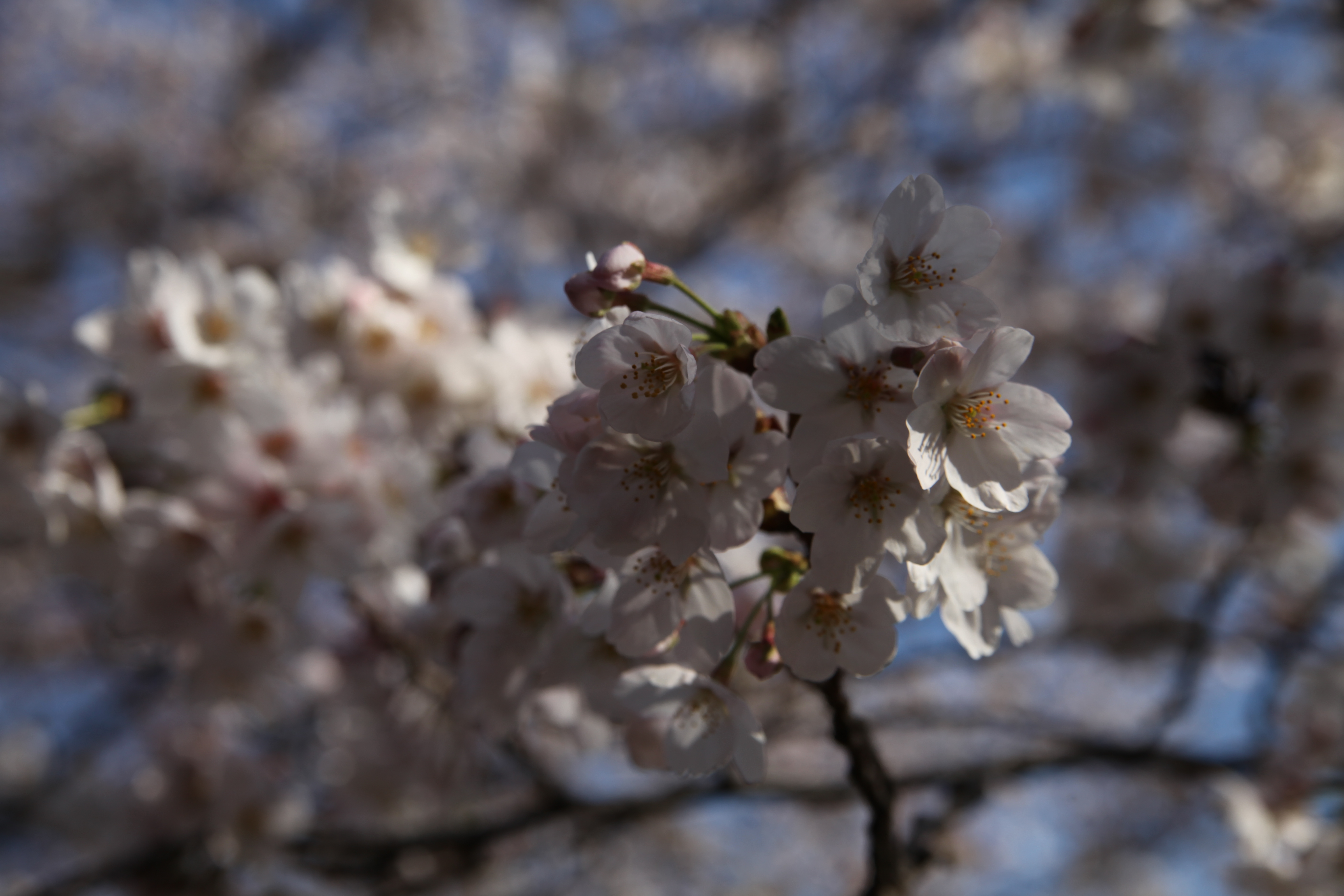 IMG_2097.JPG(4046 Kbyte)