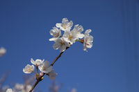 IMG_2127.JPG