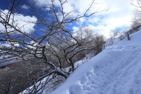 斜面の木と太陽