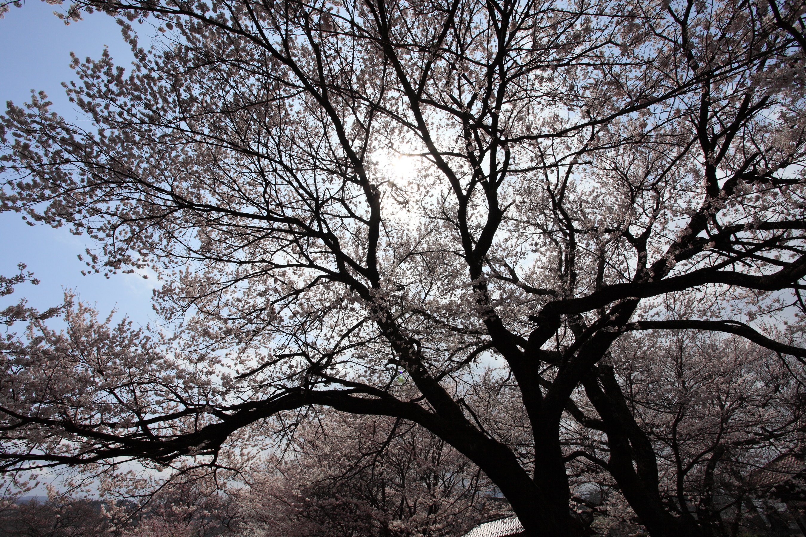 IMG_3010.JPG(2208 Kbyte)