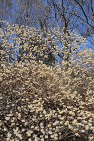 ミツマタの花