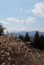ミツマタの花と富士山