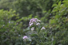 一ノ沢に咲く野草 1