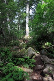 一ノ沢登山道 11