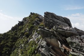 岩稜に根付く木々 2
