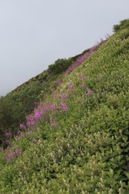 斜面に咲くピンク色の綺麗な花