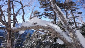 樹の上の動物風な積雪