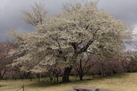 IMG_6152.JPG