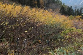 紅葉のトンネルをくぐって下山