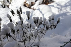 葉に積もる雪