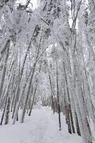 雪に覆われた登山道