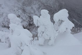 赤岩の頭付近の樹