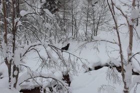 野生のカモシカ