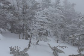 風が見える樹