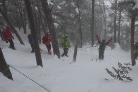 樹林帯