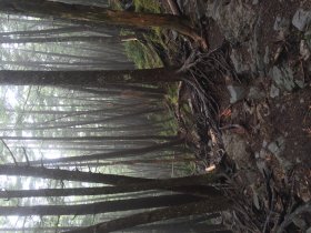 にゅうからの下山路