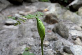 新芽？