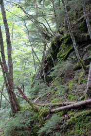 苔とシダ