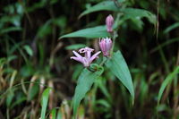 IMG_1678.JPG