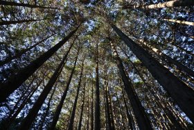 背の高い樹々