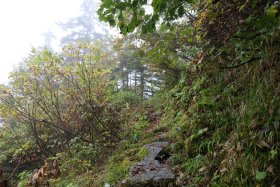 白出沢の樹林帯