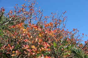 紅葉