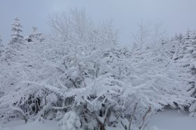 樹氷