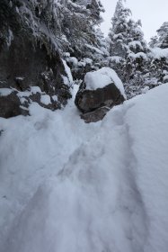 樹林帯へ