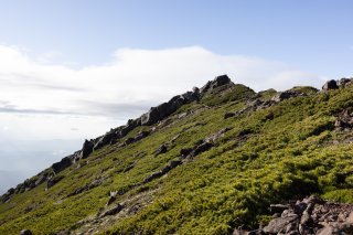 ハイマツと岩