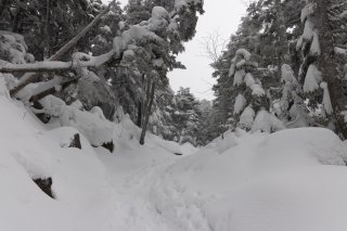 緩やかな登り