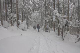 緩やかな登り