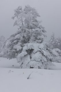 大きな木