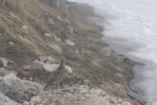 雷鳥