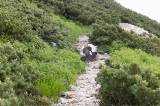 雷鳥の羽ばたき